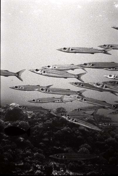 BWTahiti5_1103