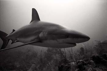 <img:http://www.fish-tail.com/images/BWshark4.jpg>