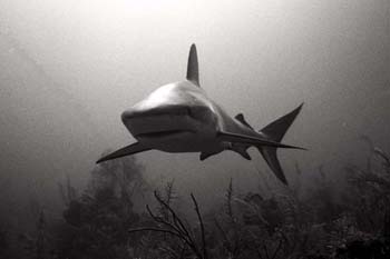BWshark5