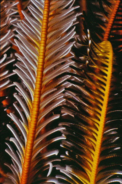 Fiji-26