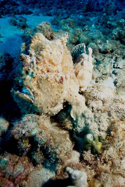 Maui-10