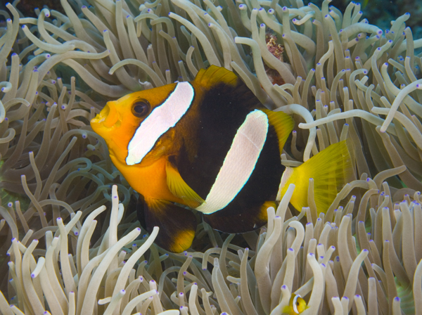 PNG012