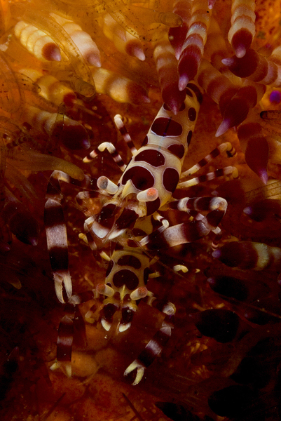 PNG058