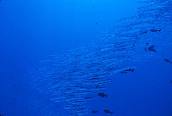Tahiti52_1103