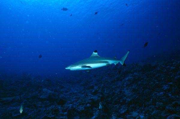 Tahiti57_1103