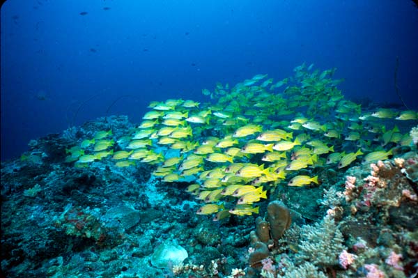 Thailand0204_46