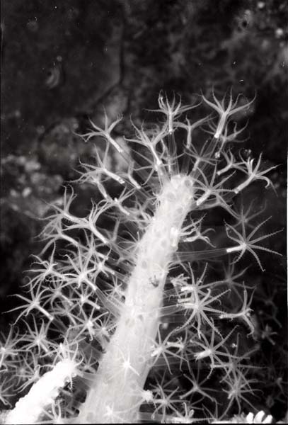 Thailand0204bw_1