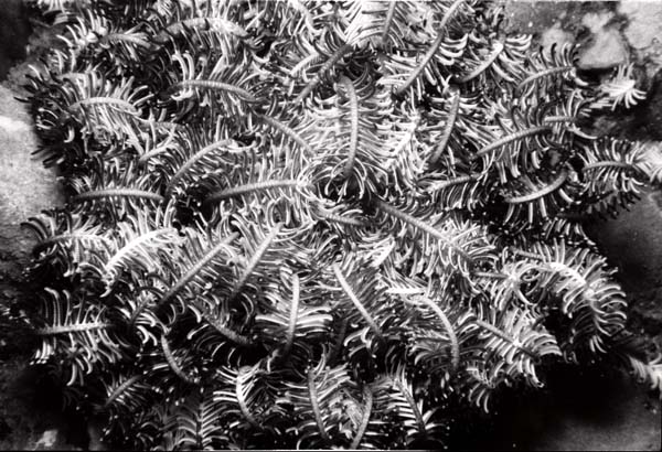 Thailand0204bw_14