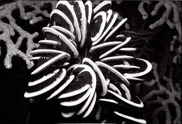 Thailand0204bw_22