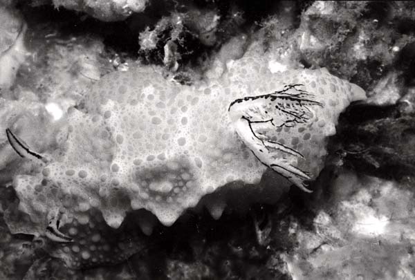 Thailand0204bw_7
