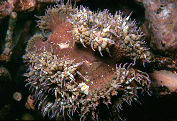 anemone_0602