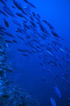 bluefish1_sc