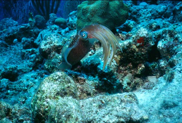 bonaire0905-18