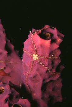 brittle_star
