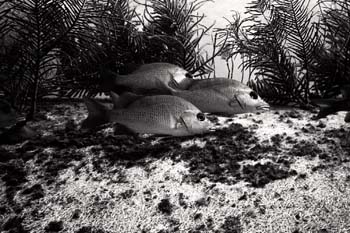 bw_sc_1