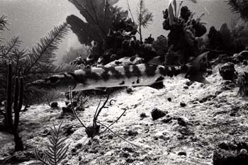 bw_sc_6
