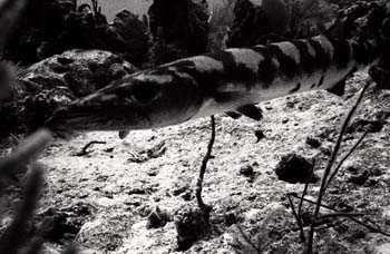 bw_sc_7