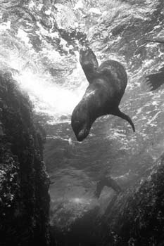 bw_sealion4