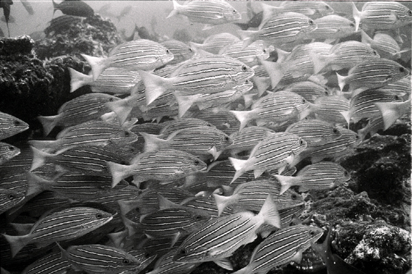 bwfish2_0602