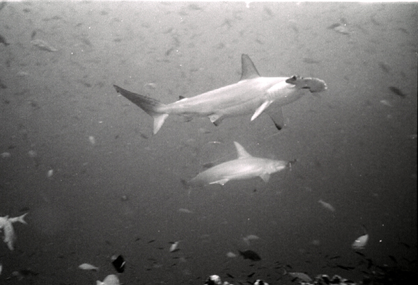 bwhh4_0602