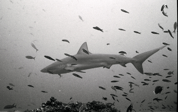 bwshark1_0602