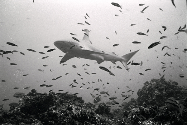 bwshark2_0602