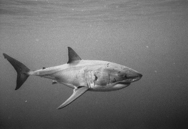 bwshark3_1102