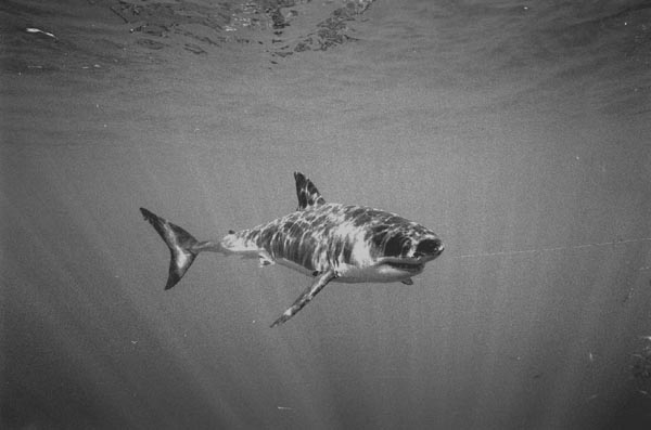 bwshark5_1102