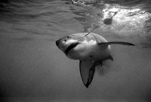 bwshark6_1102