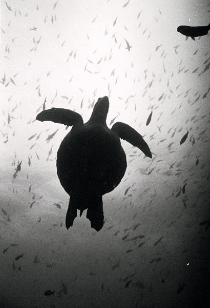 bwturtle1_0602