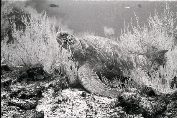 bwturtle2_0602