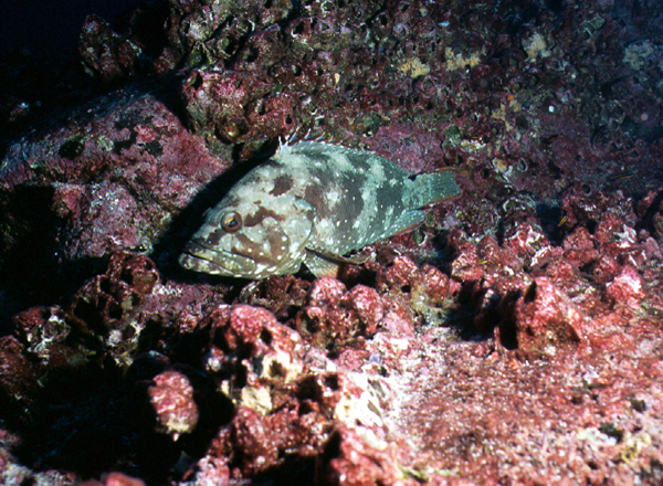 cabrilla_0602
