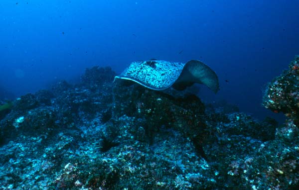 cocos0506-14