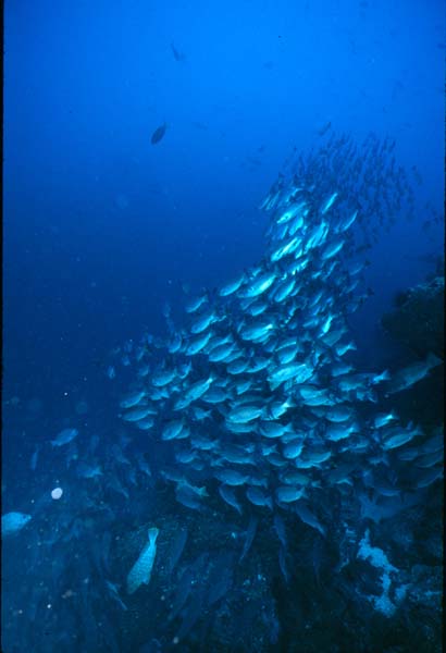 cocos0506-36