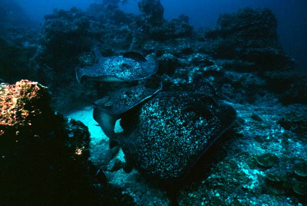 cocos0506-7
