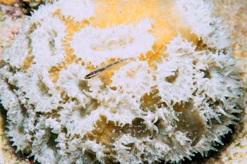 coral2_sc