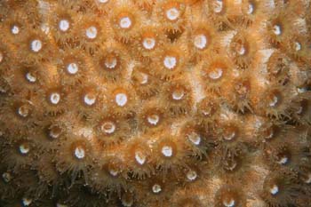 coral_sc
