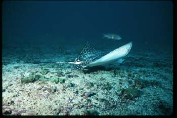 eagle_ray_2