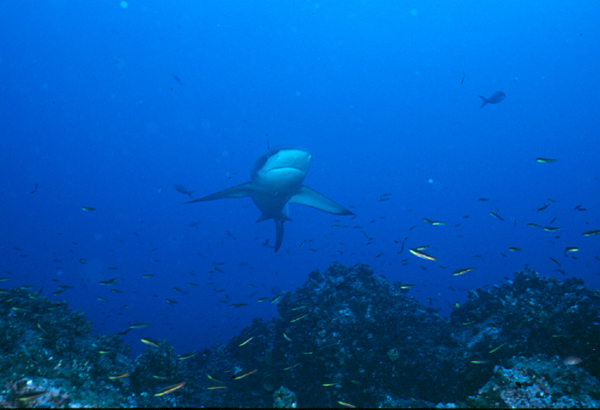 gshark1_0602