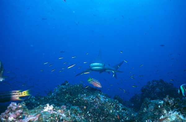 gshark2_0602
