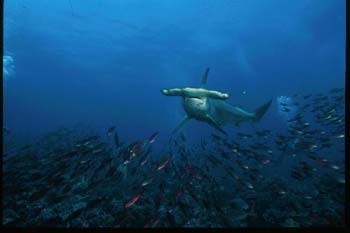hammerhead_g2