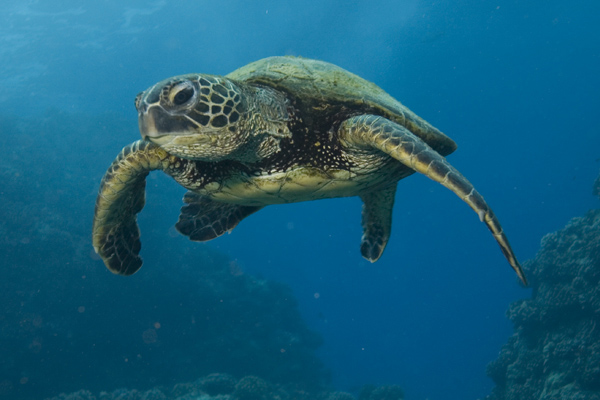 kona26_0408