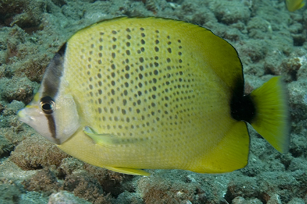 kona52_0408