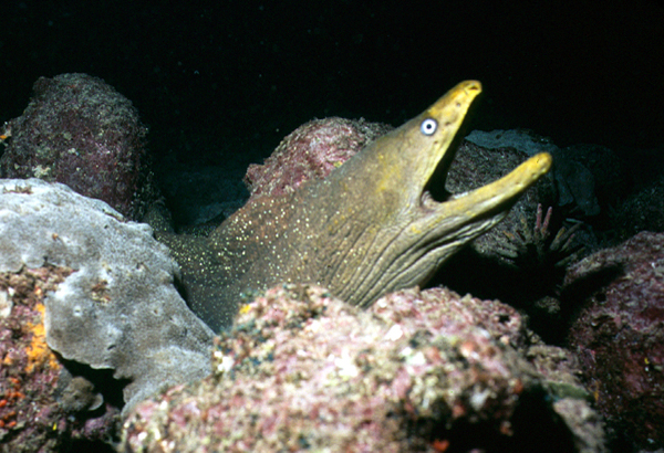 moray2_0602