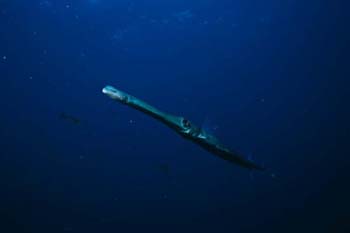 needlefish