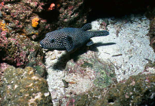 puffer_0602