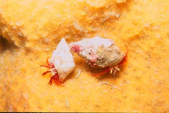 red_crabs