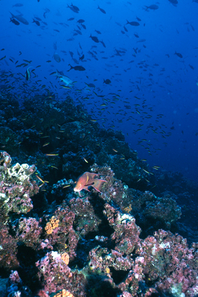 reef_0602