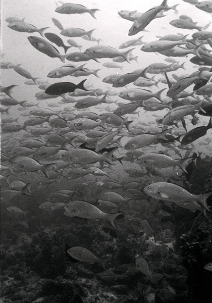 schoolbw_0602