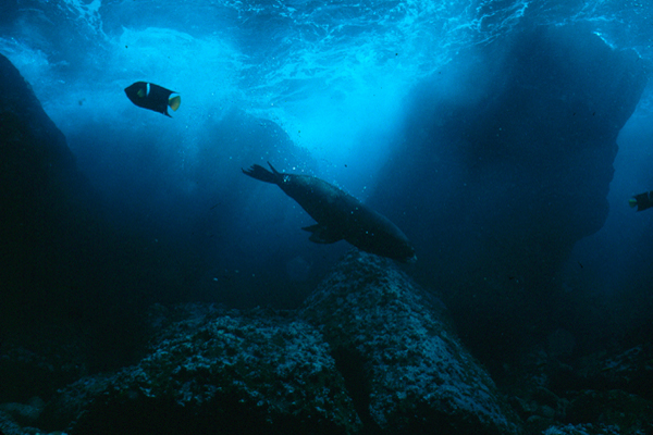 sealion2_0602